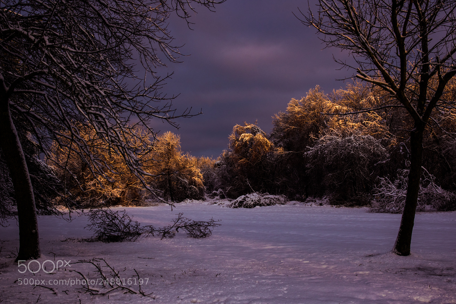 Nikon D810 sample photo. Fresh snow photography