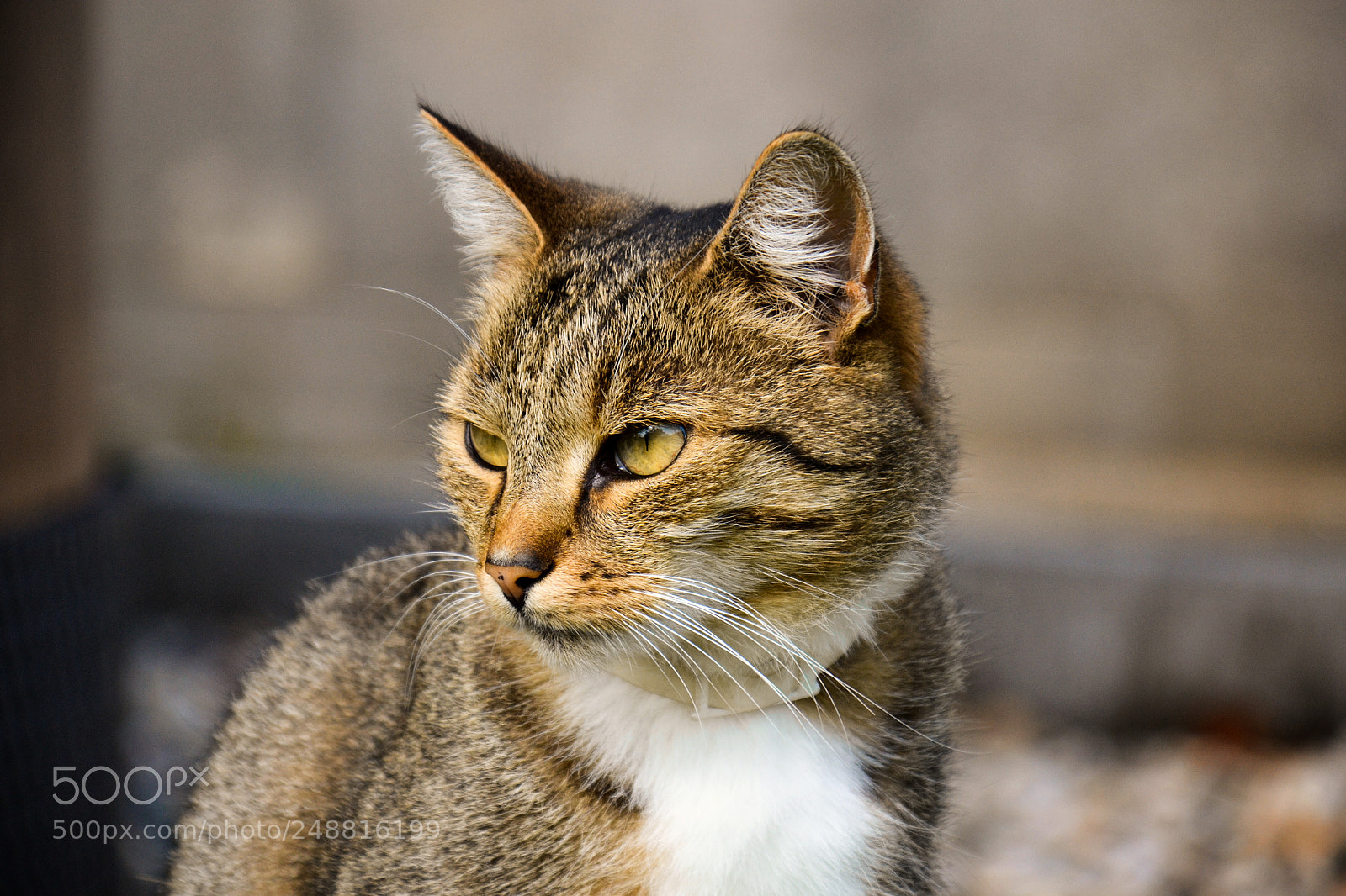 Nikon D3100 sample photo. Hello there photography