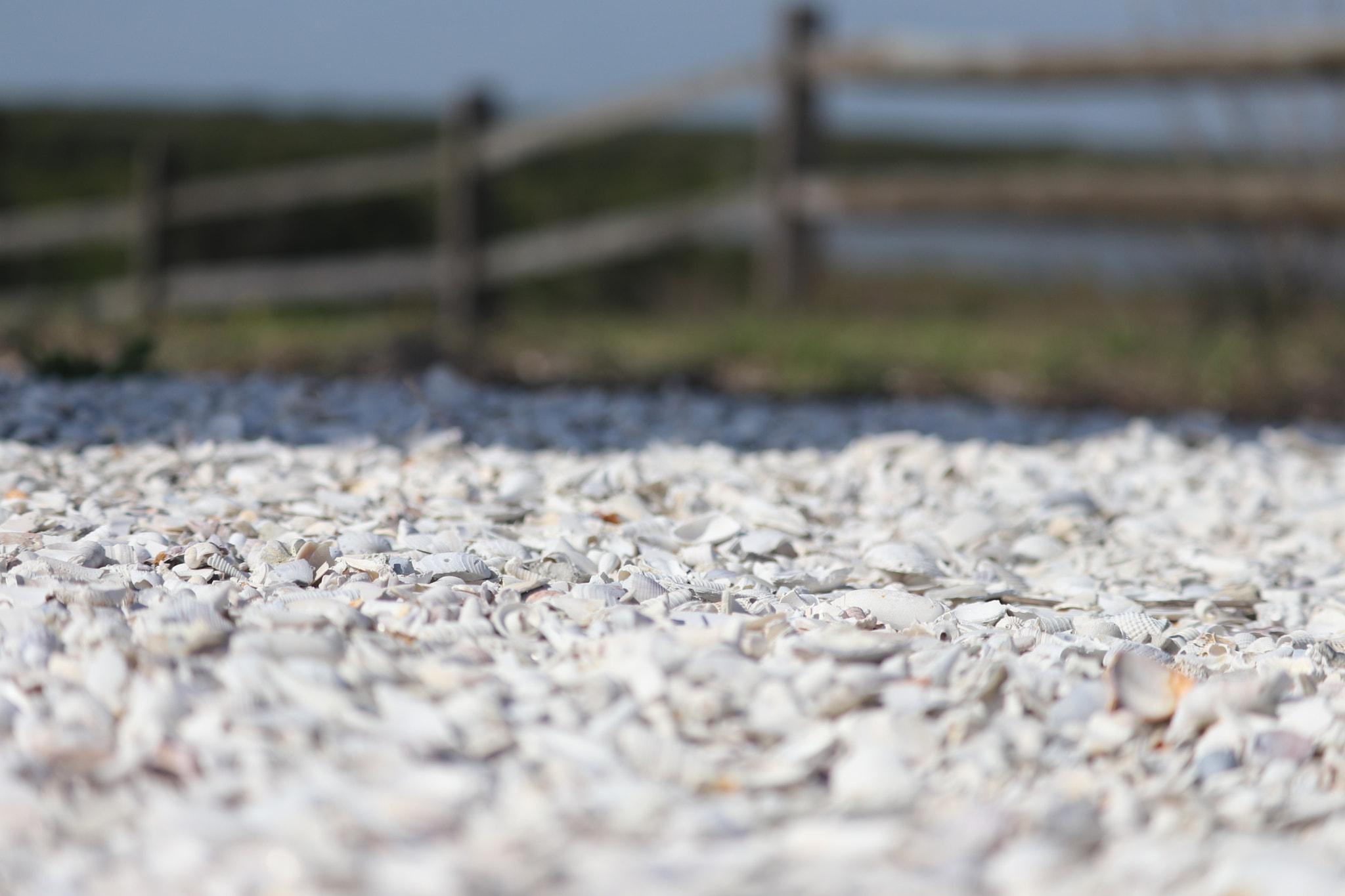 Canon EF-S 55-250mm F4-5.6 IS STM sample photo. A different view photography