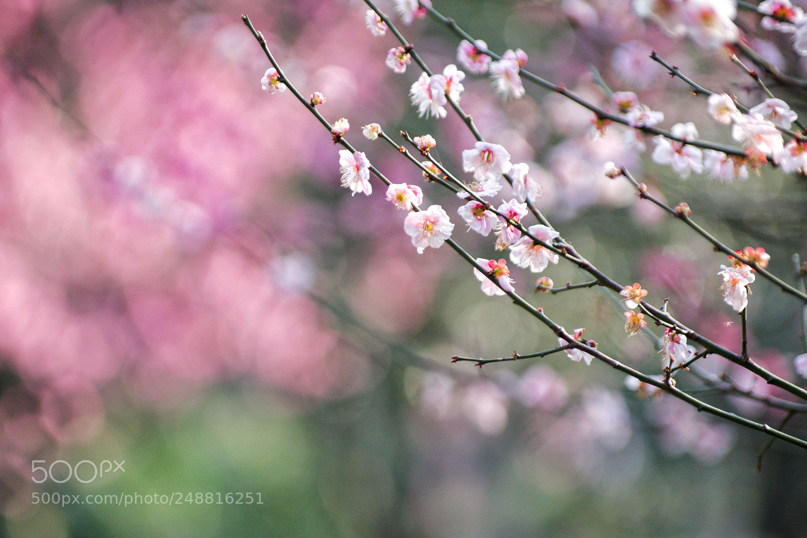 Pentax K-3 II sample photo. Spring is coming, i photography