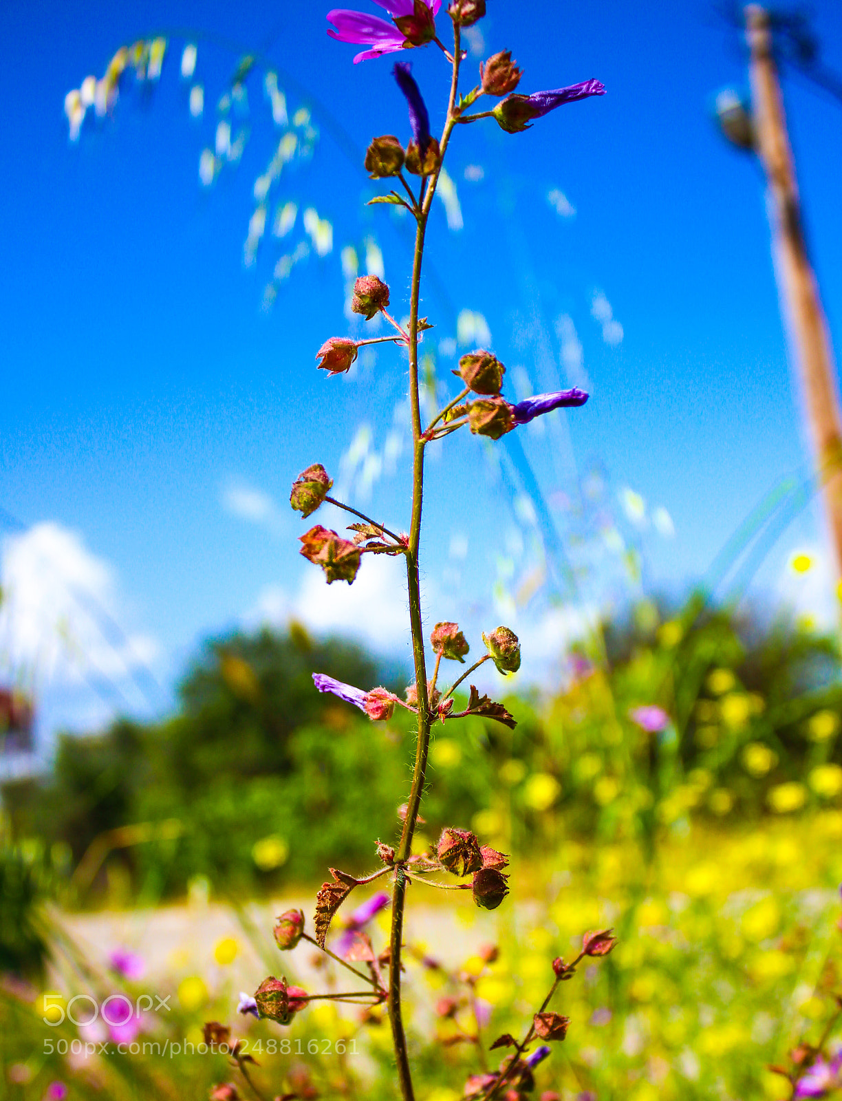 Canon EOS 600D (Rebel EOS T3i / EOS Kiss X5) sample photo. Colorful flowers photography