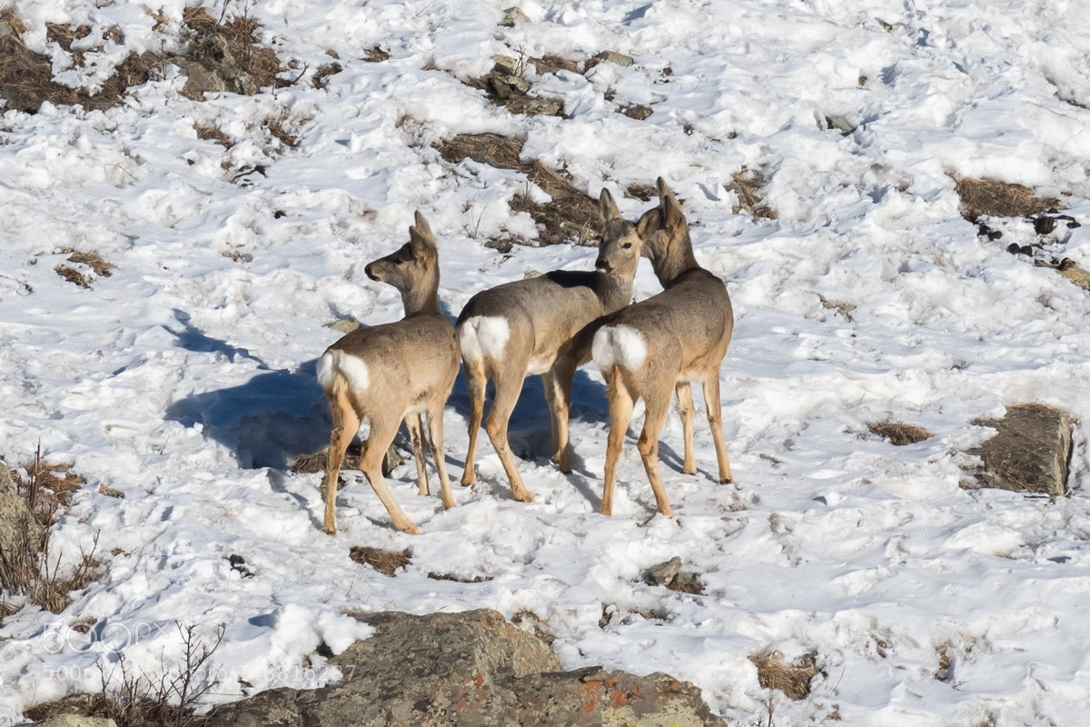 Nikon D500 sample photo. Deers photography