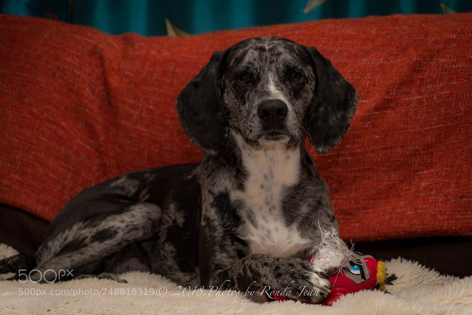 Nikon D500 sample photo. Guilty, caught with a photography