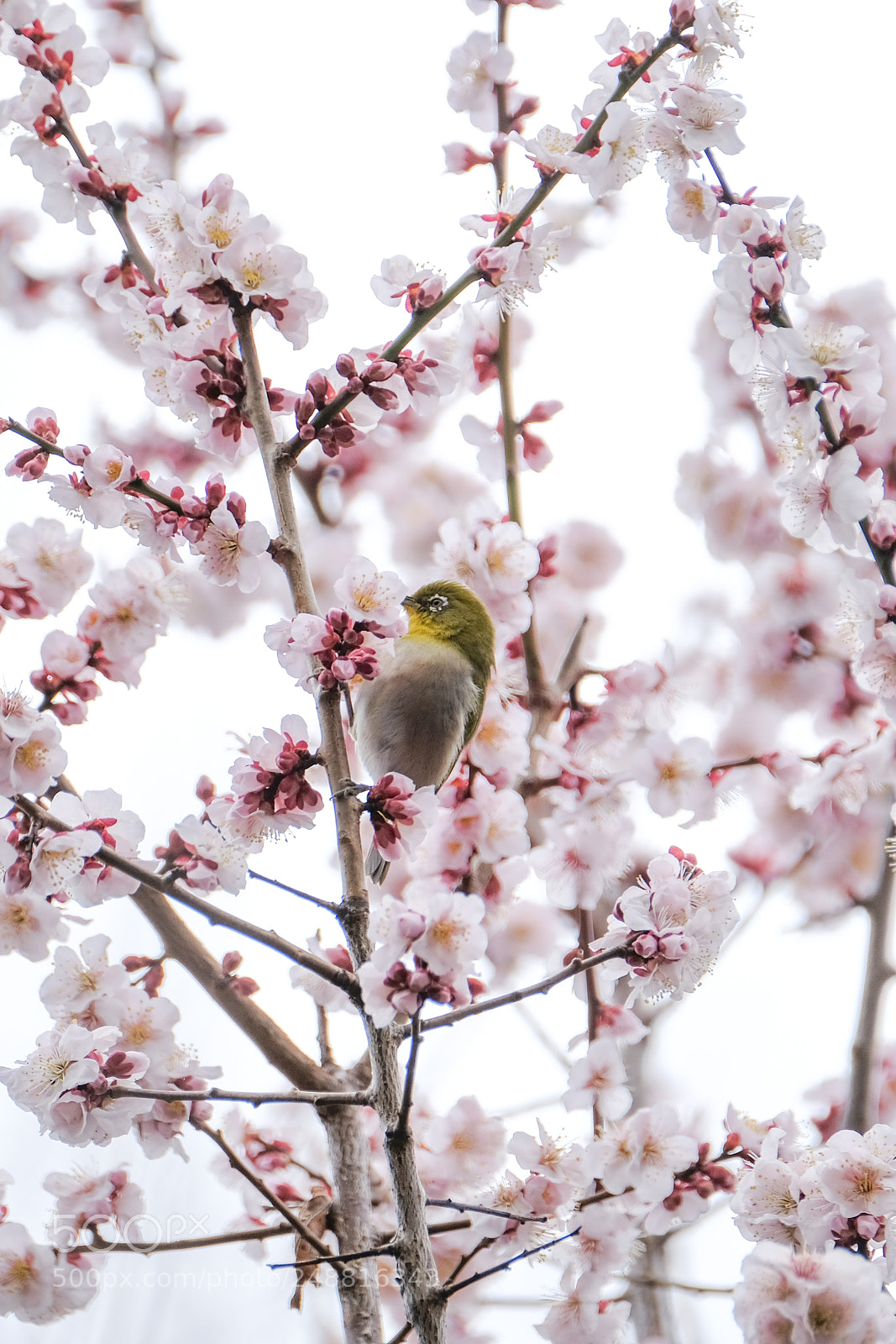Fujifilm X-H1 sample photo. In the cherry blossoms photography