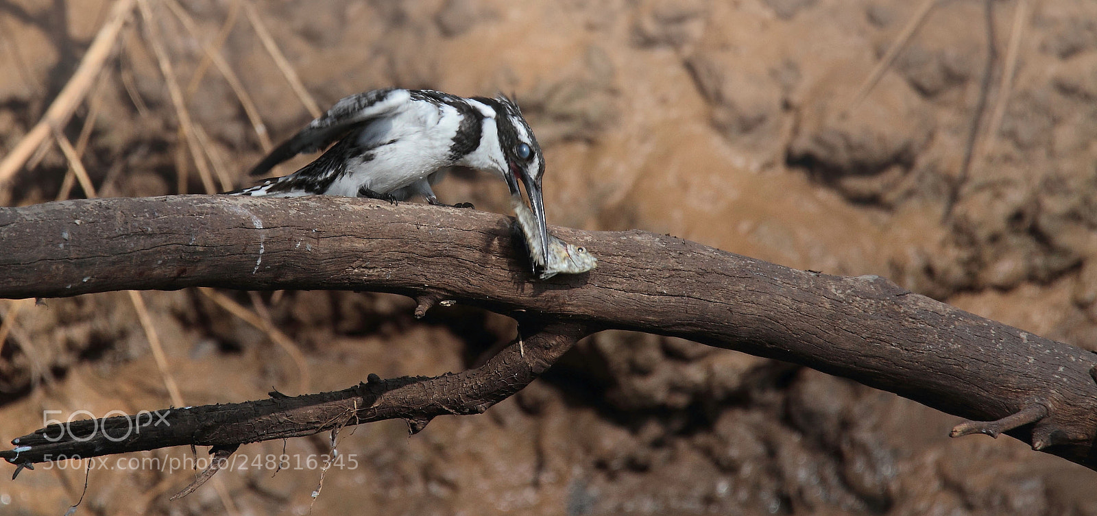 Canon EOS 7D sample photo. Kingfisher... photography