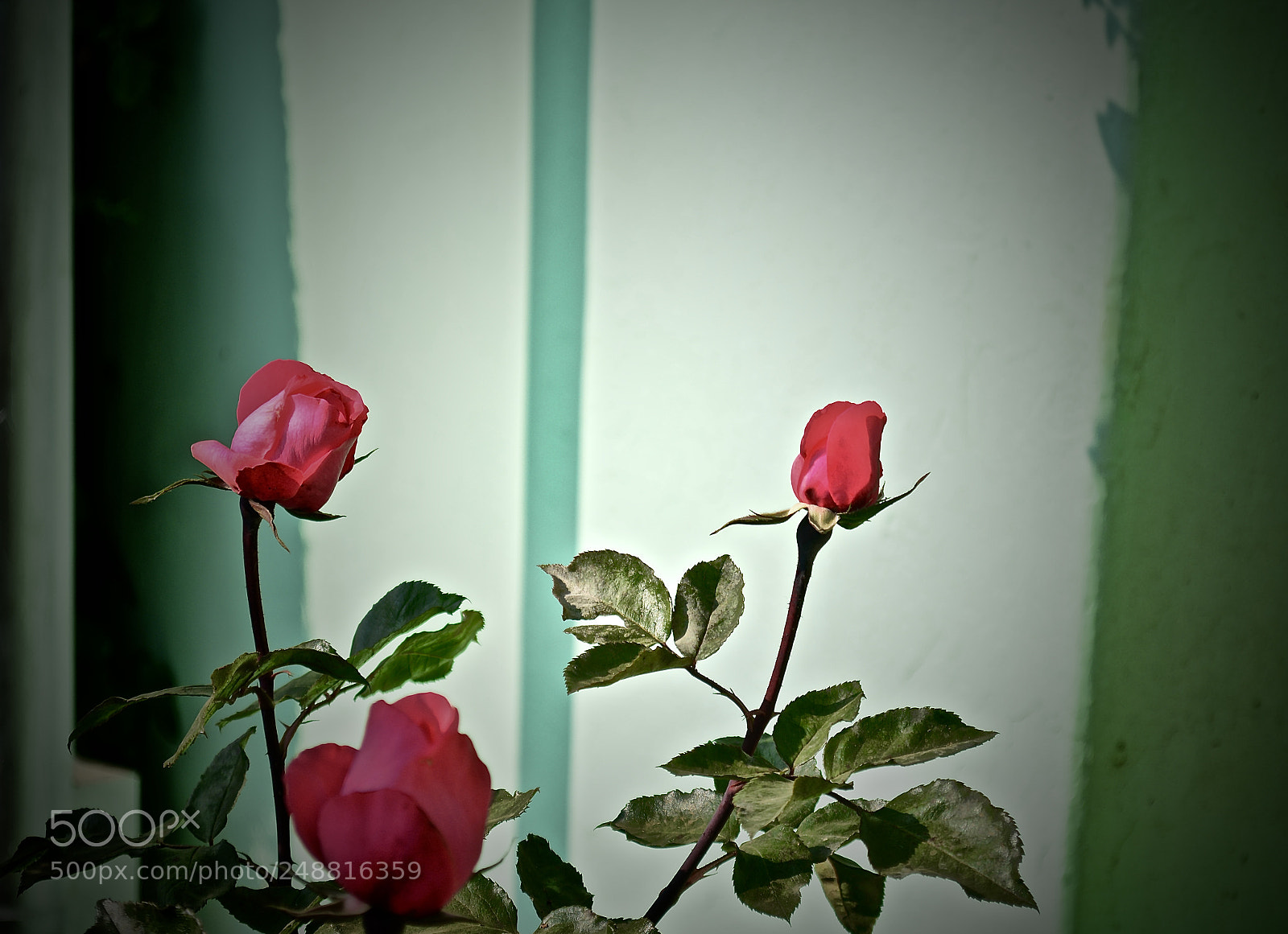 Nikon D5200 sample photo. 3 roses photography