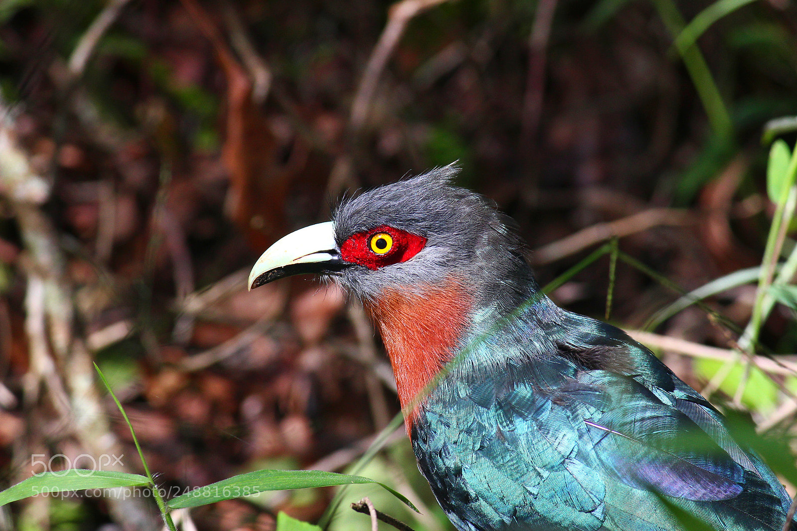 Canon EOS 600D (Rebel EOS T3i / EOS Kiss X5) sample photo. Phaenicophaeus curvirostris photography
