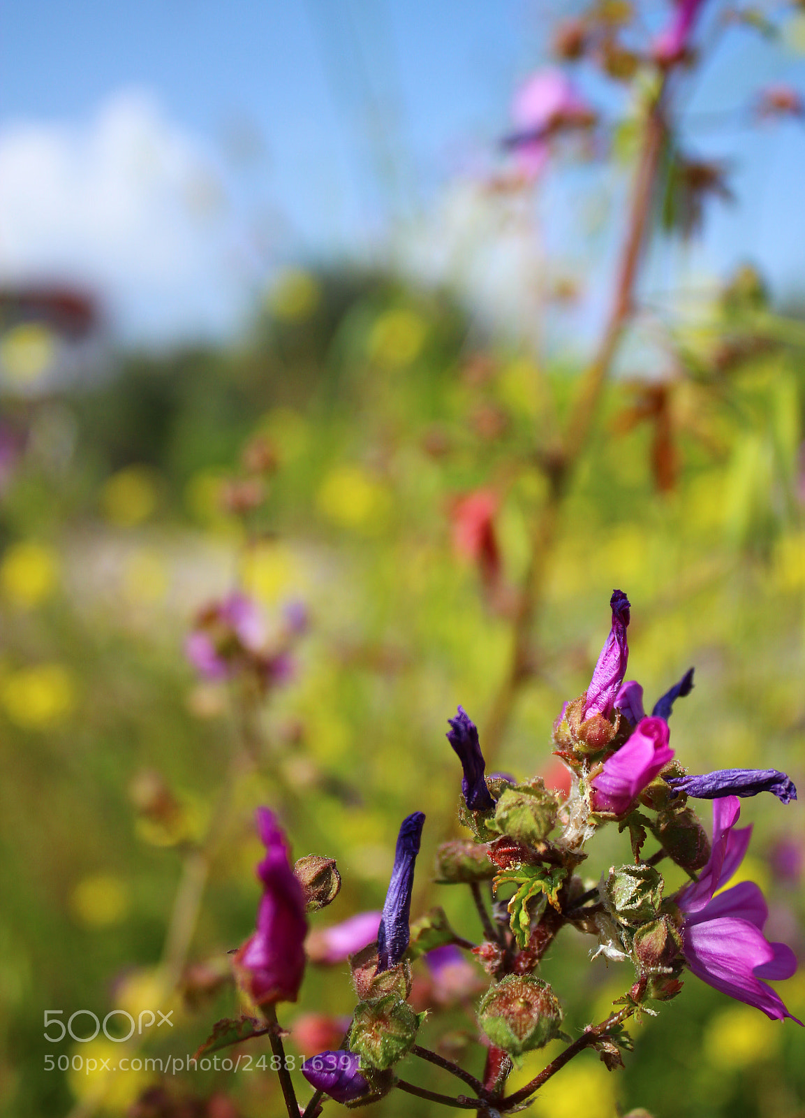 Canon EOS 600D (Rebel EOS T3i / EOS Kiss X5) sample photo. Colorful flowers photography