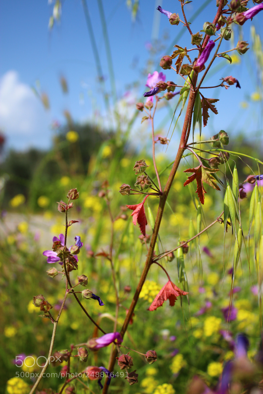 Canon EOS 600D (Rebel EOS T3i / EOS Kiss X5) sample photo. Colorful flowers photography