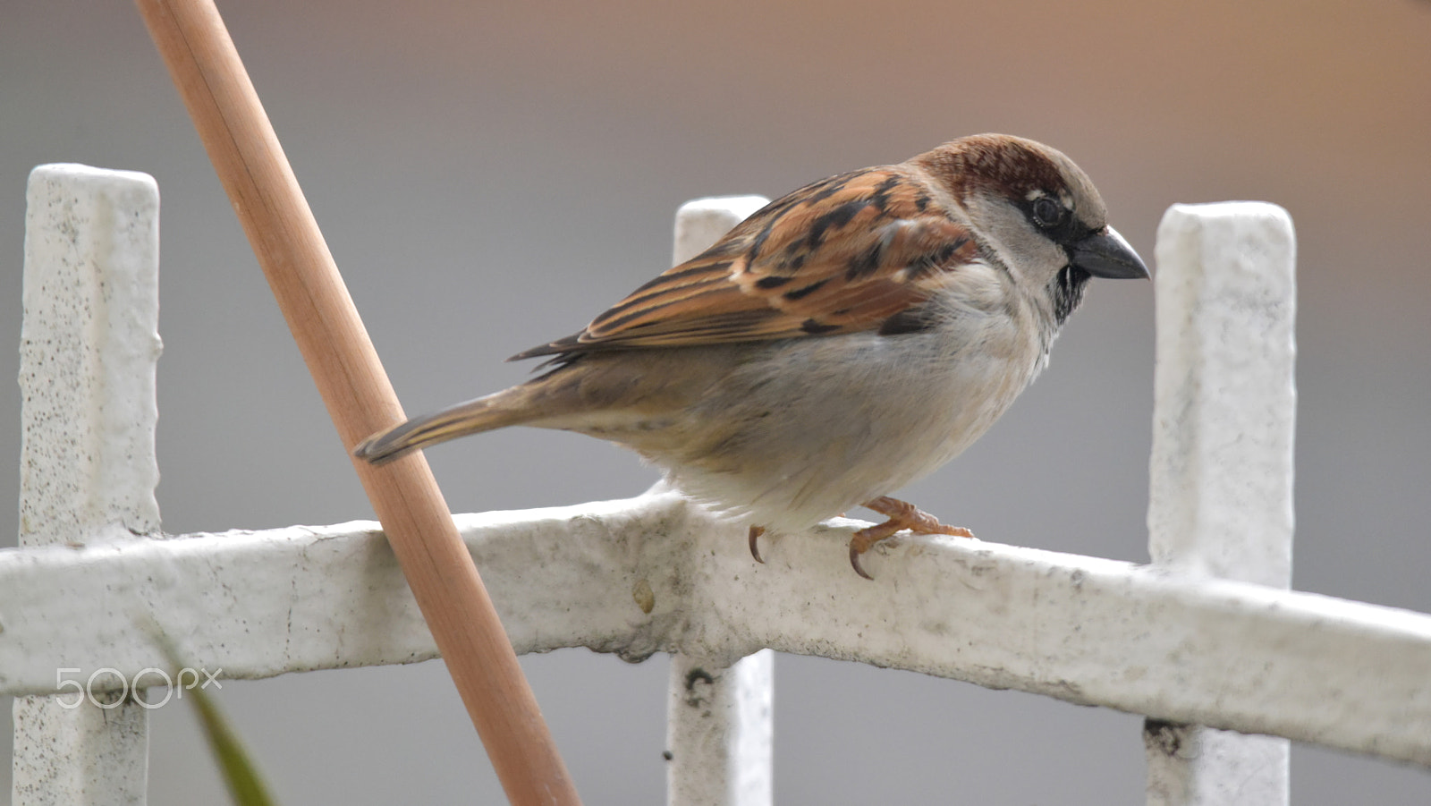 Sigma 150-500mm F5-6.3 DG OS HSM sample photo. Serçe photography