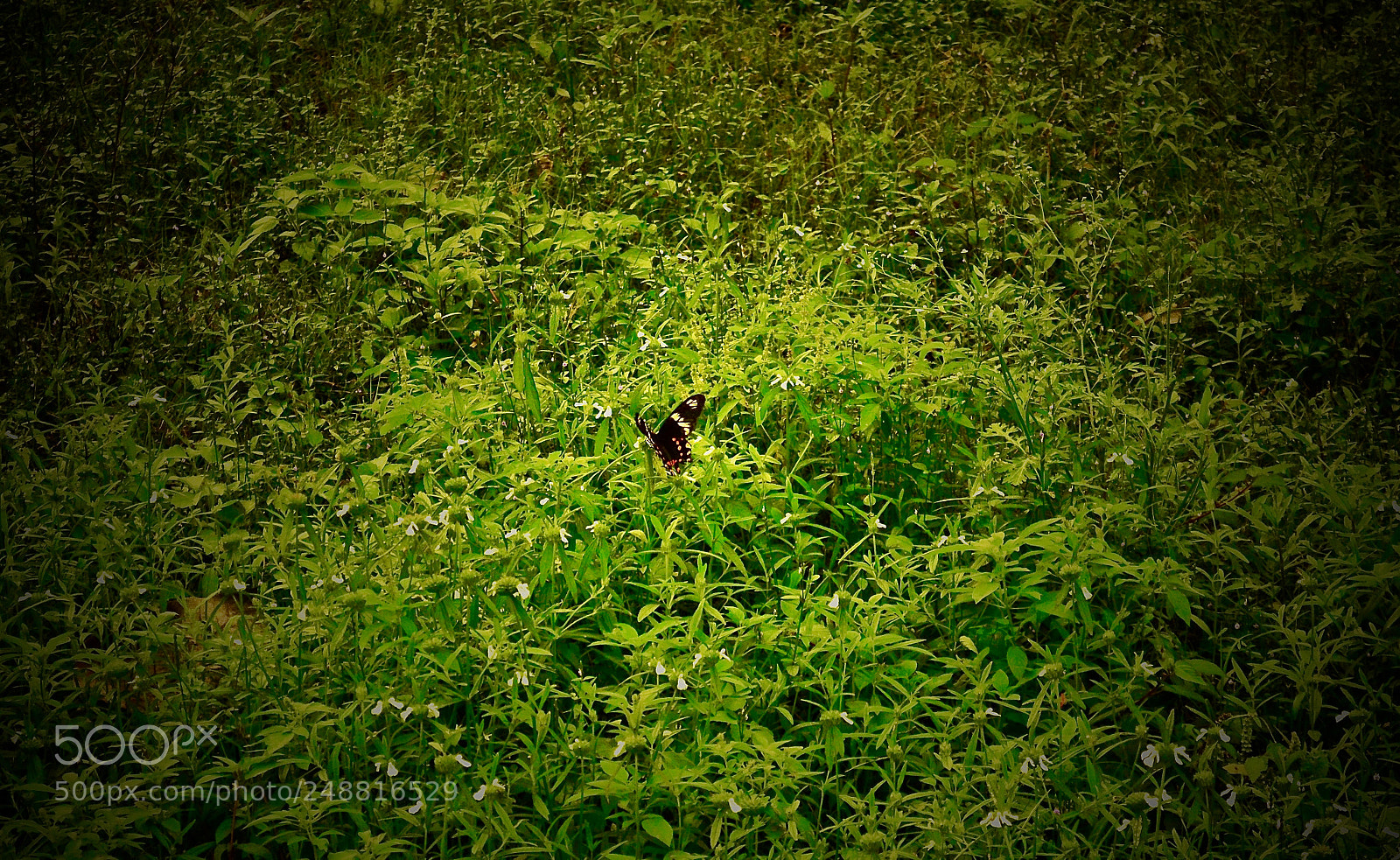 Nikon D5200 sample photo. Butterfly photography