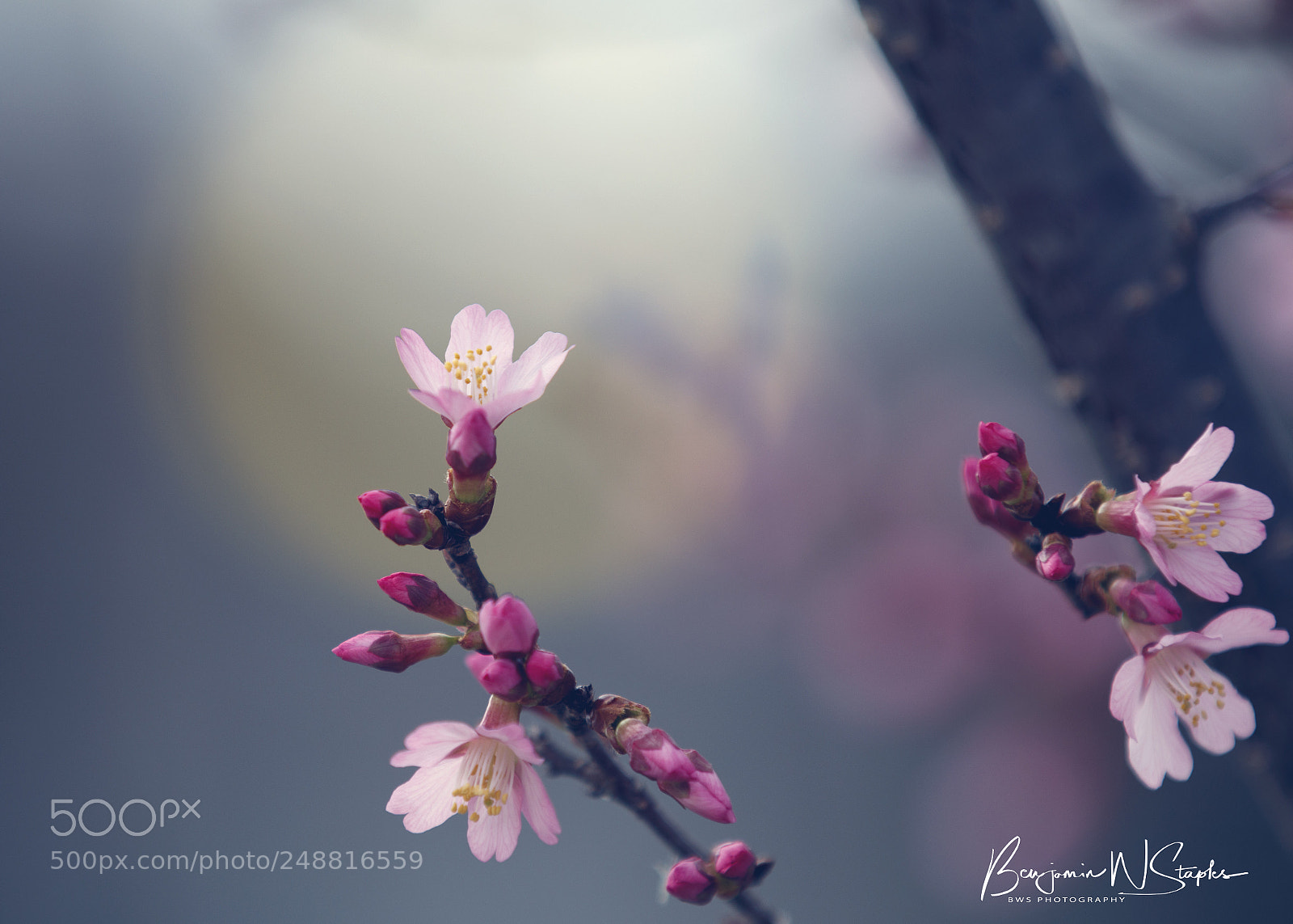 Canon EOS 80D sample photo. Spring is in the photography