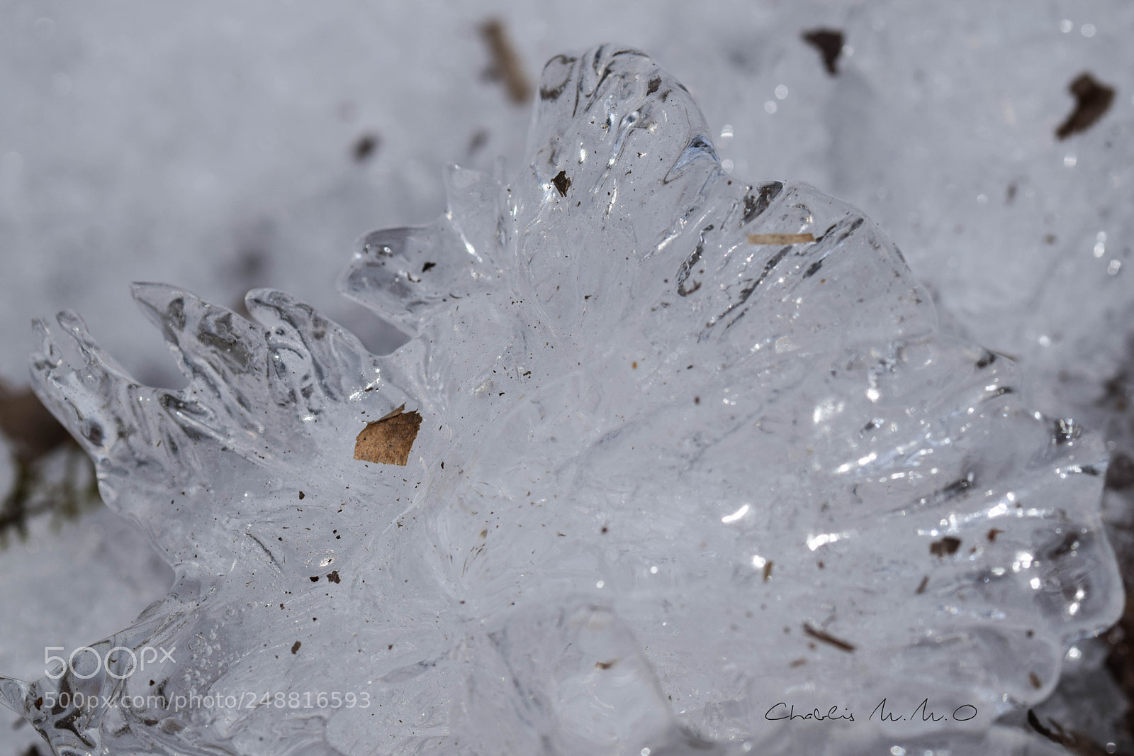 Nikon D3300 sample photo. 03-0459.jpg photography