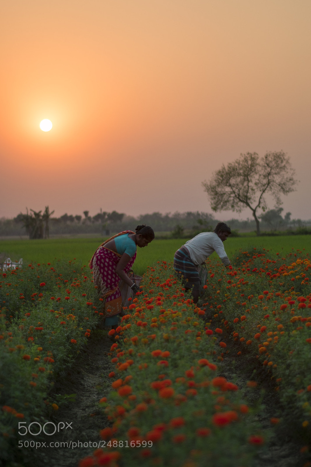 Nikon D5300 sample photo. Harvesting a field of photography