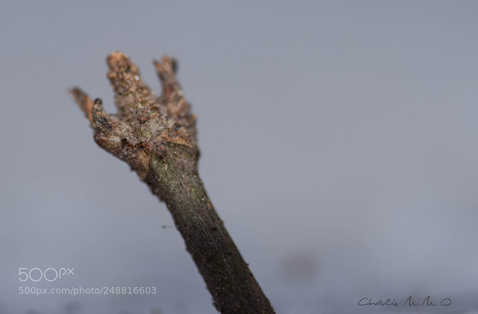 Nikon D3300 sample photo. 03-0526.jpg photography