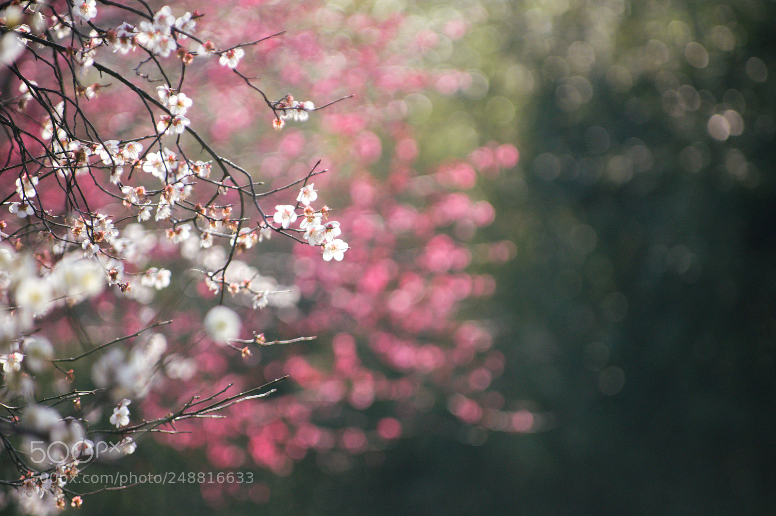 Pentax K-3 II sample photo. Spring is coming, ii photography