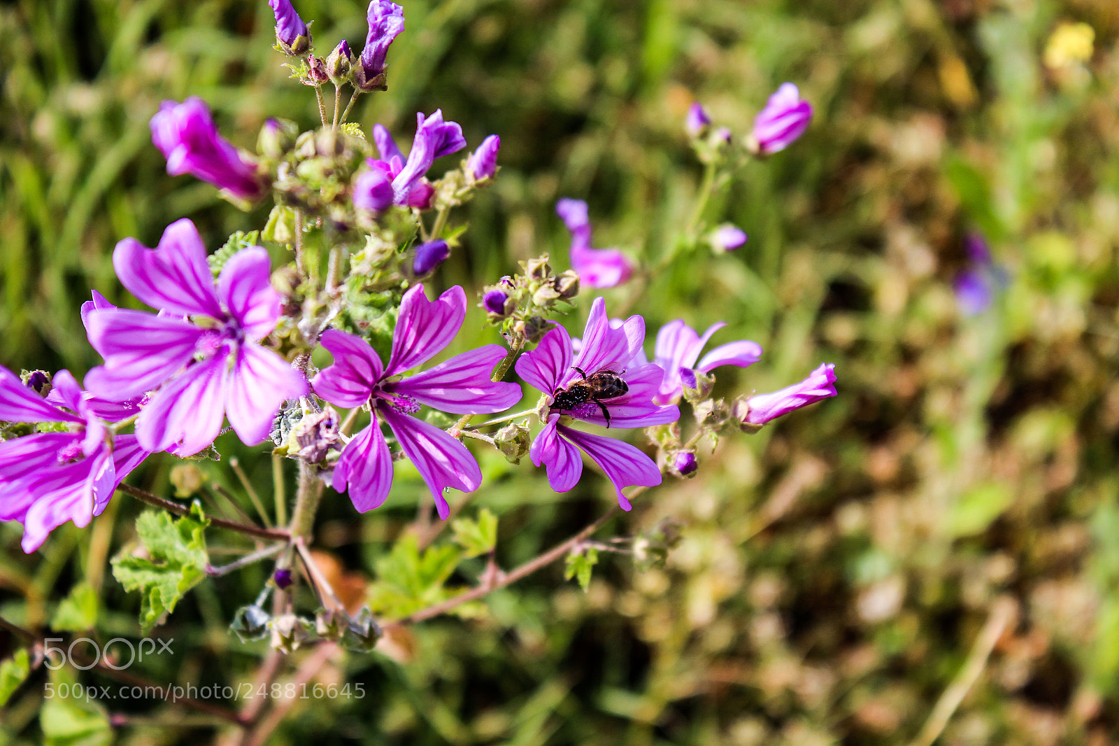 Canon EOS 600D (Rebel EOS T3i / EOS Kiss X5) sample photo. Beautiful flowers photography