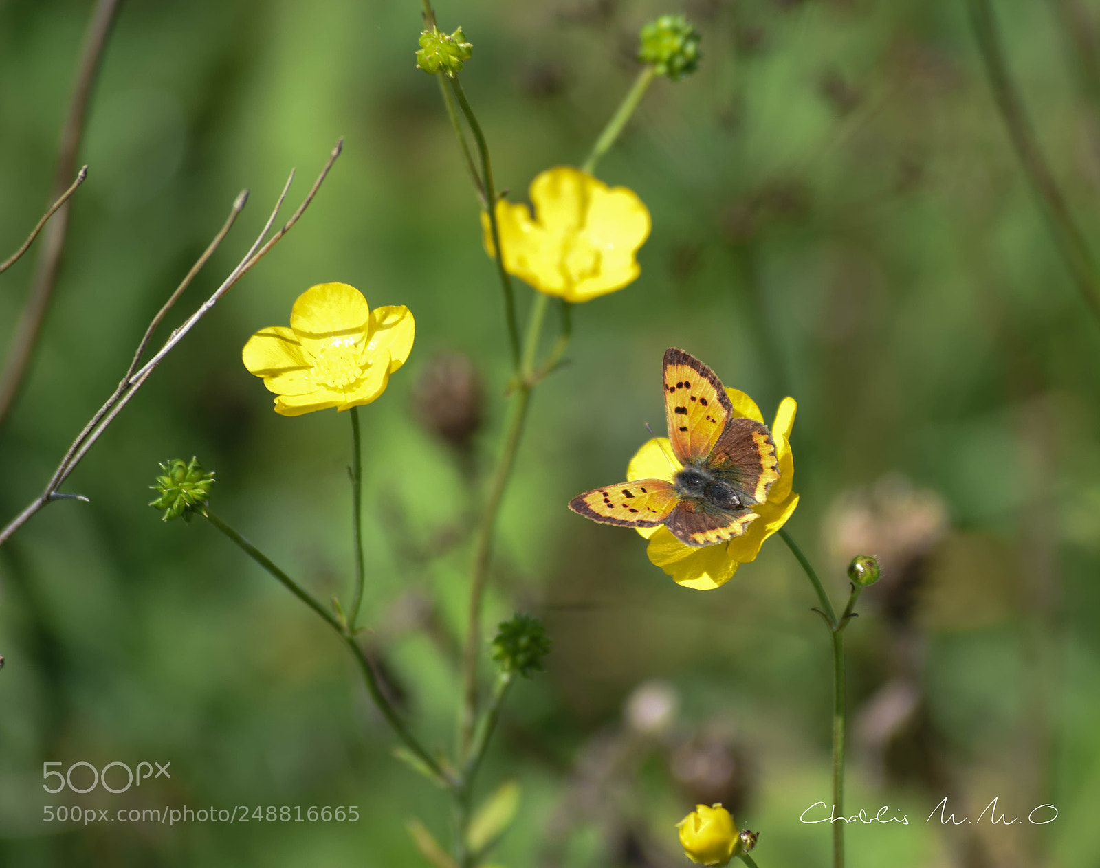 Nikon D3300 sample photo. 03-0596.jpg photography