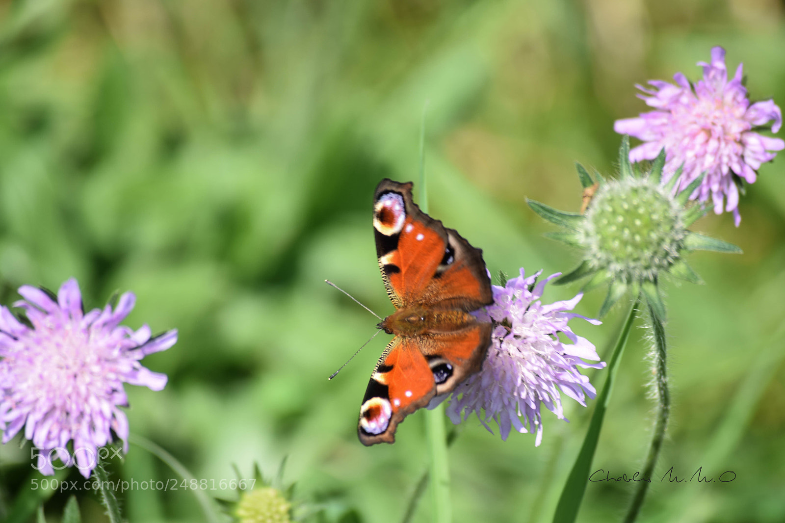 Nikon D3300 sample photo. 03-0580.jpg photography