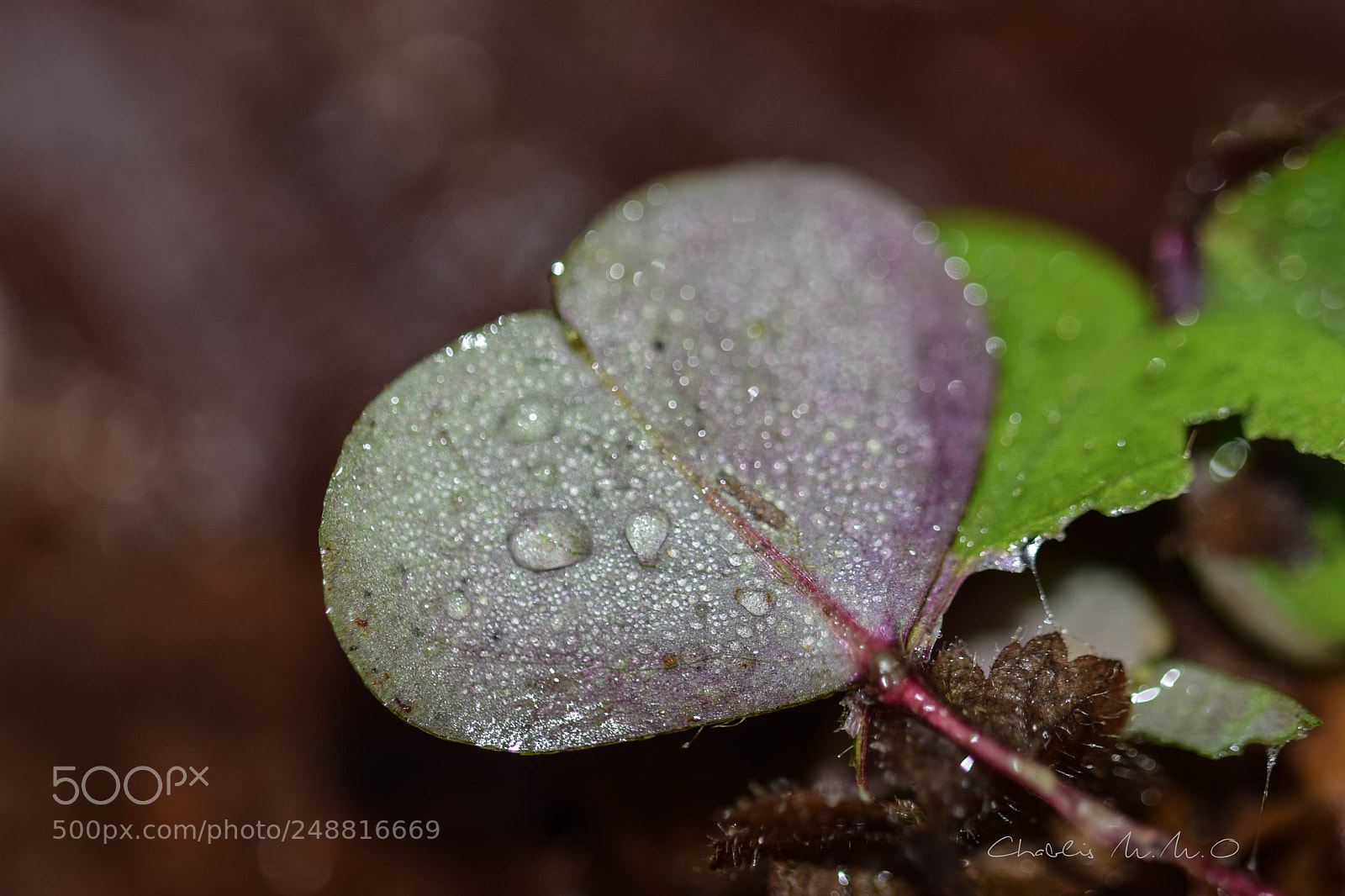 Nikon D3300 sample photo. 03-0983.jpg photography