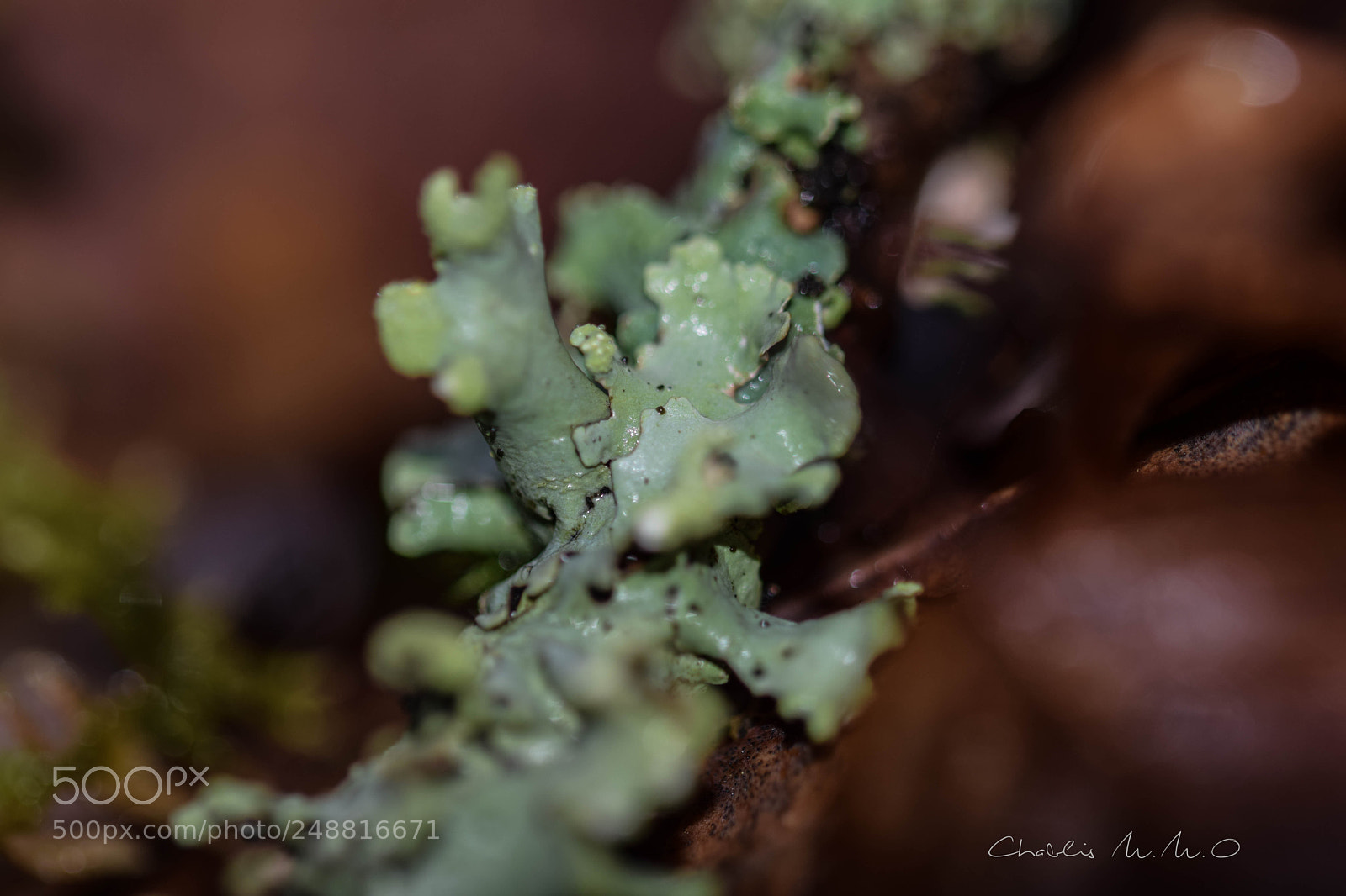 Nikon D3300 sample photo. 03-0978.jpg photography
