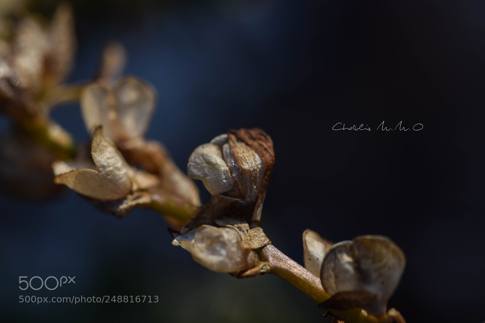 Nikon D3300 sample photo. 03-0442.jpg photography