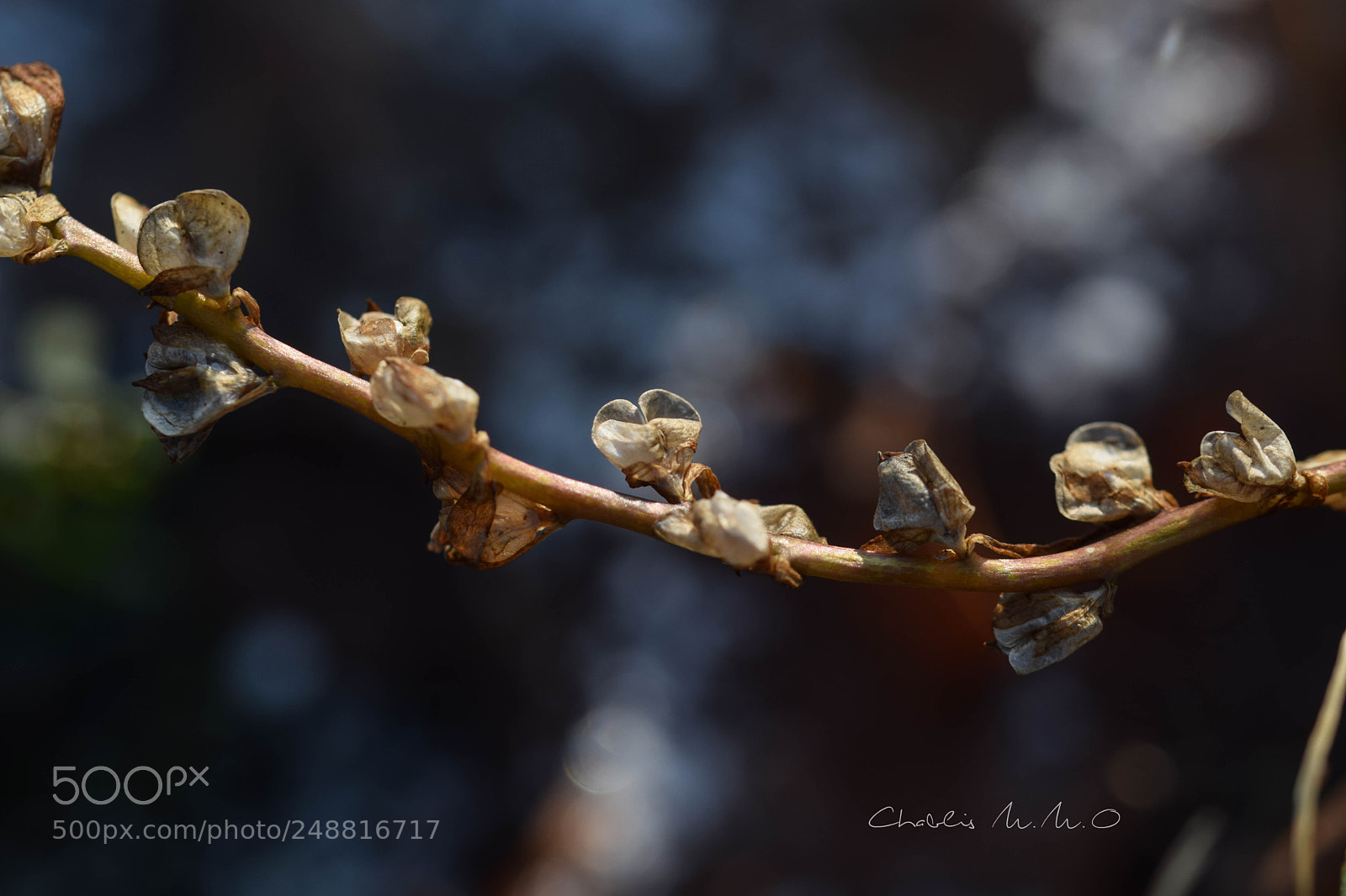 Nikon D3300 sample photo. 03-0439.jpg photography