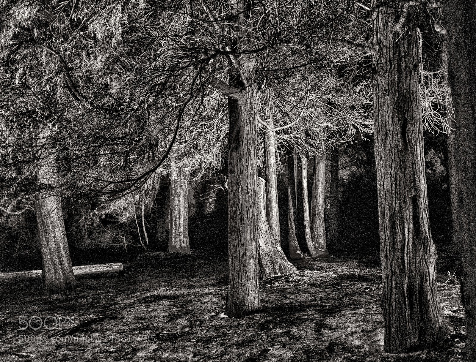 Fujifilm X100F sample photo. Im wald photography
