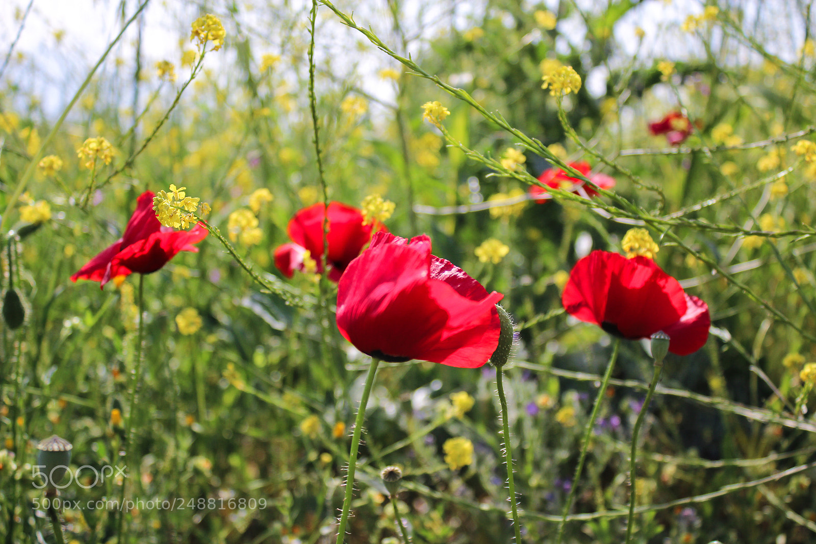 Canon EOS 600D (Rebel EOS T3i / EOS Kiss X5) sample photo. Colorful flowers photography