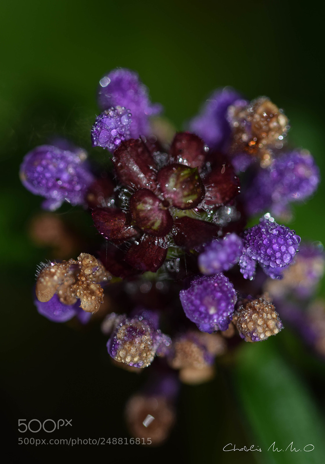 Nikon D3300 sample photo. 03-0074.jpg photography
