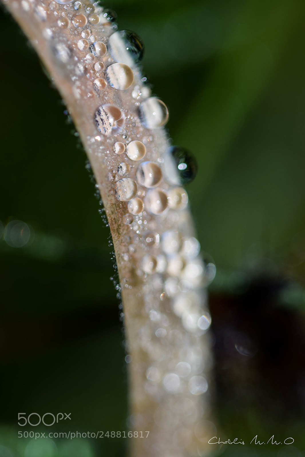 Nikon D3300 sample photo. 03-0042.jpg photography