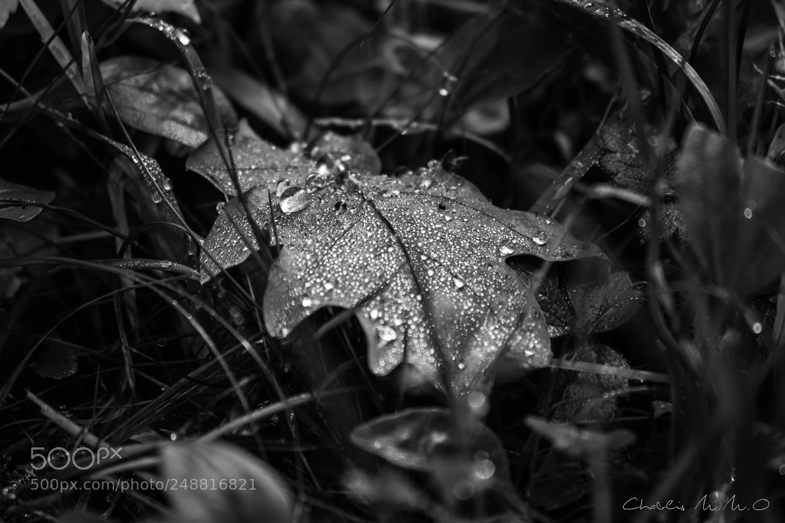 Nikon D3300 sample photo. 03-0168.jpg photography