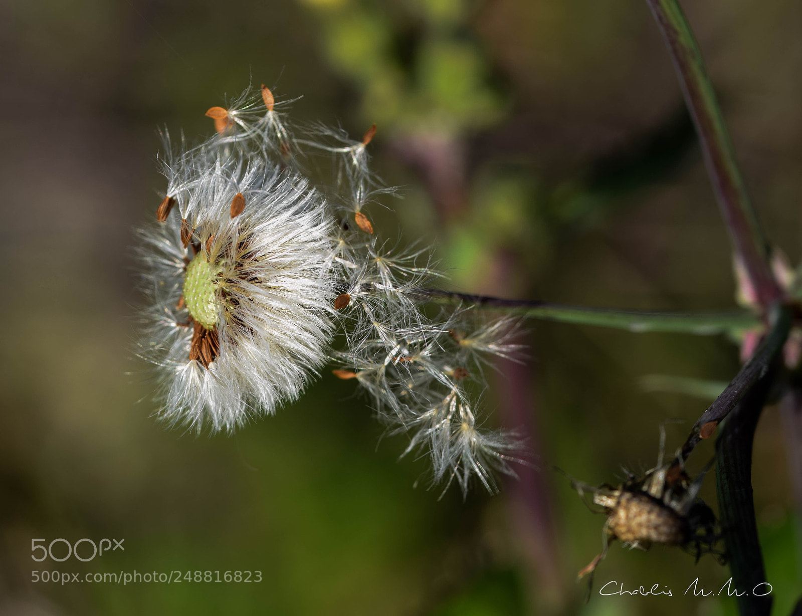 Nikon D3300 sample photo. 03-0171.jpg photography