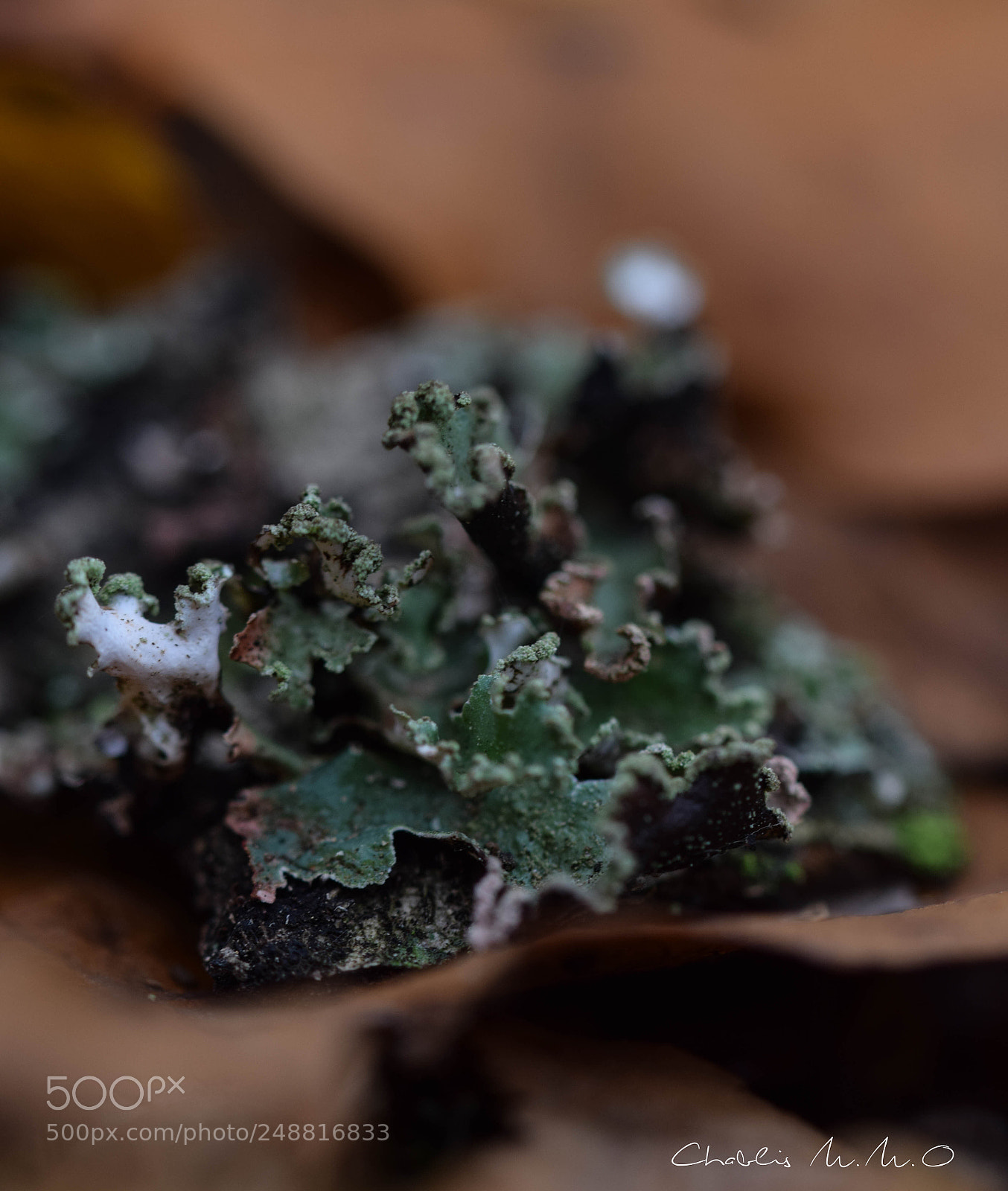 Nikon D3300 sample photo. 03-0234.jpg photography