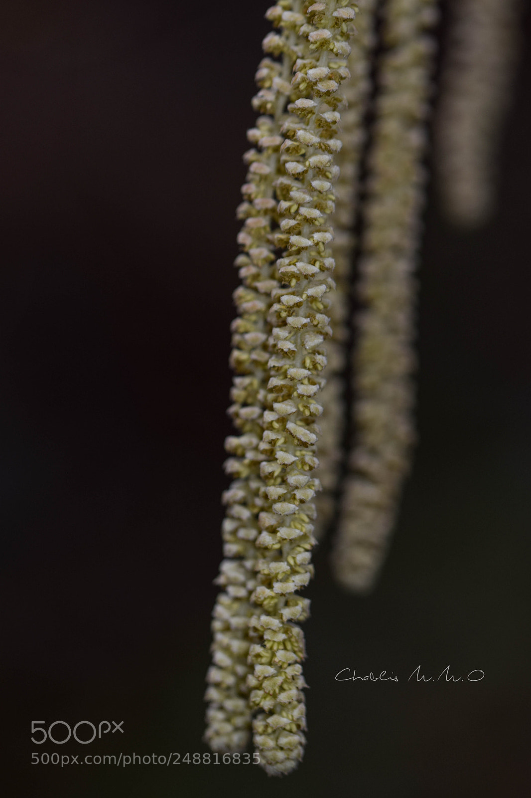 Nikon D3300 sample photo. 03-0306.jpg photography