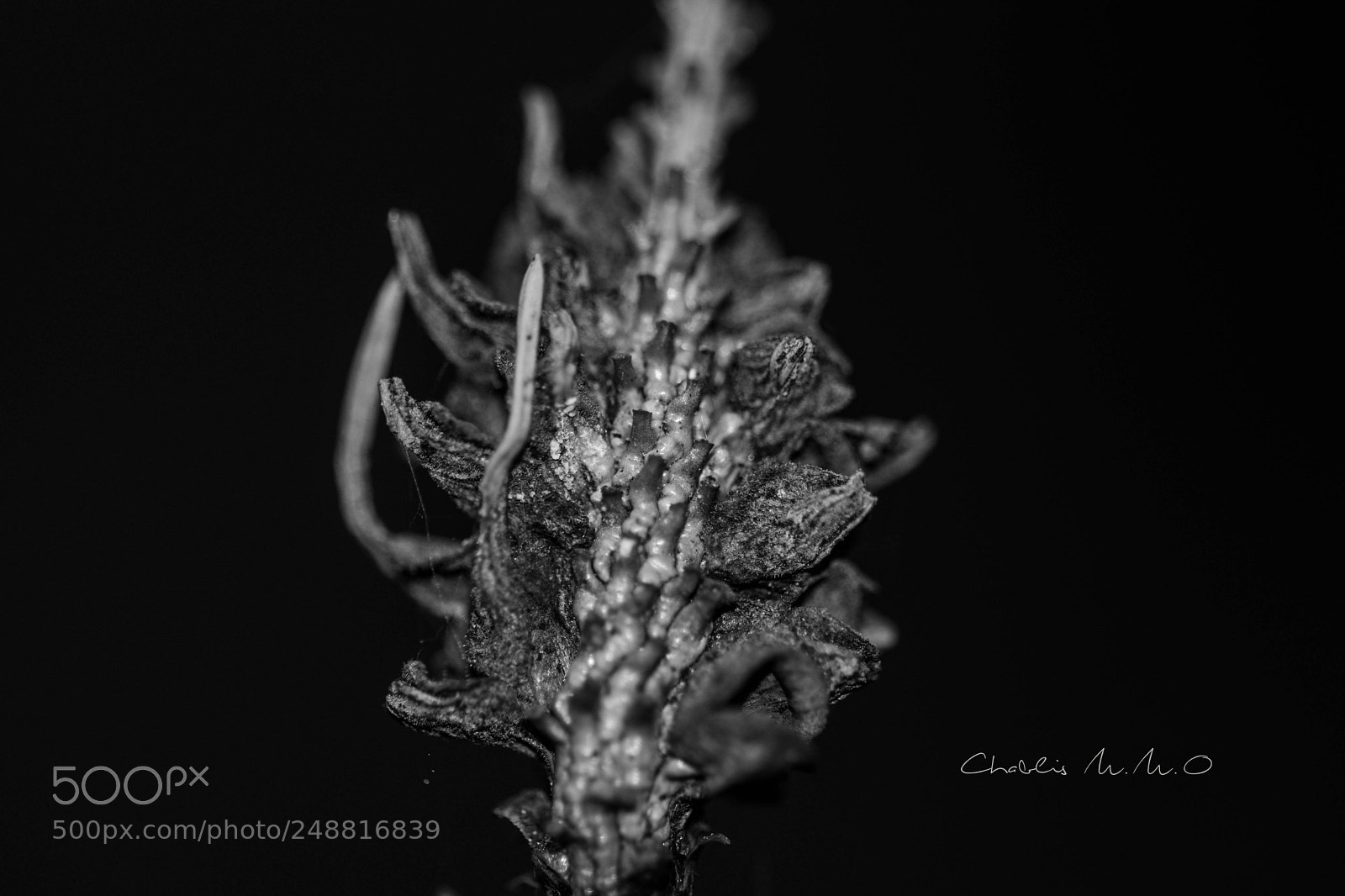 Nikon D3300 sample photo. 03-0316.jpg photography