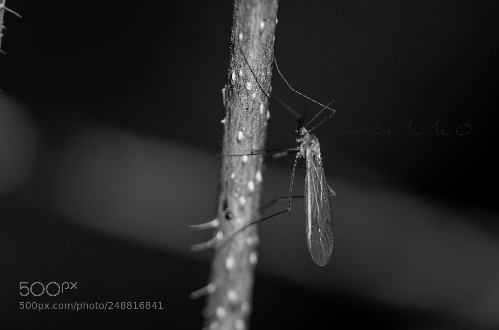 Nikon D3300 sample photo. 03-0345.jpg photography
