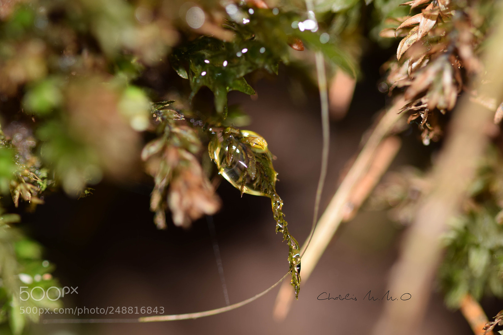 Nikon D3300 sample photo. 03-0336.jpg photography
