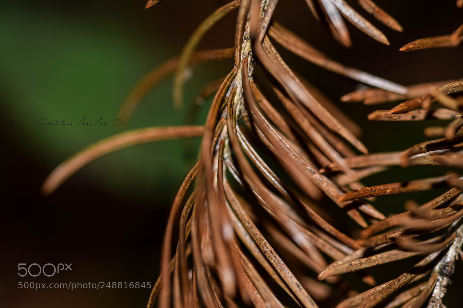 Nikon D3300 sample photo. 03-0349.jpg photography