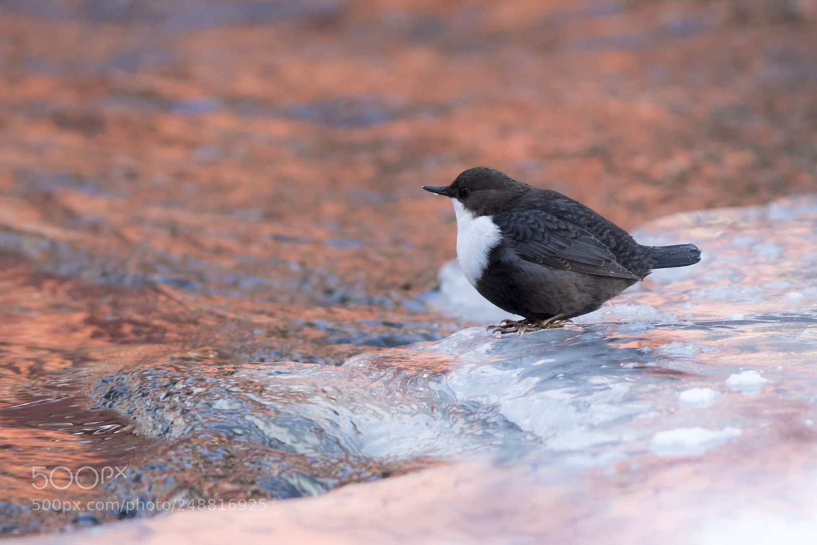 Nikon D500 sample photo. White-throated dipper photography