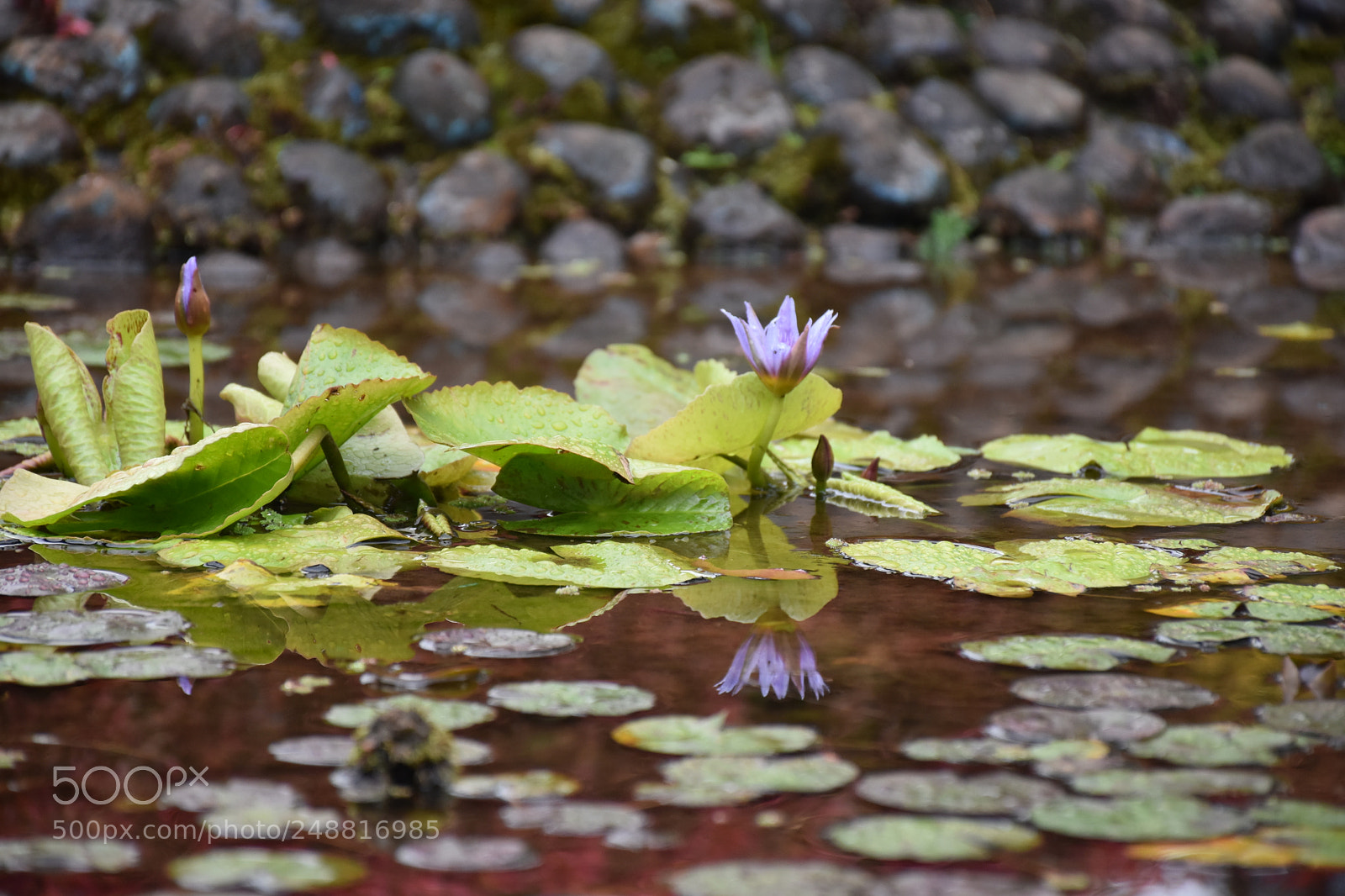 Nikon D5600 sample photo. Blue lotus photography