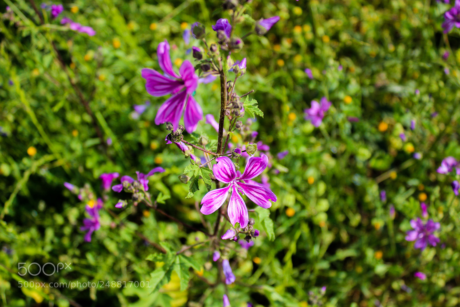 Canon EOS 600D (Rebel EOS T3i / EOS Kiss X5) sample photo. Colorful flowers photography