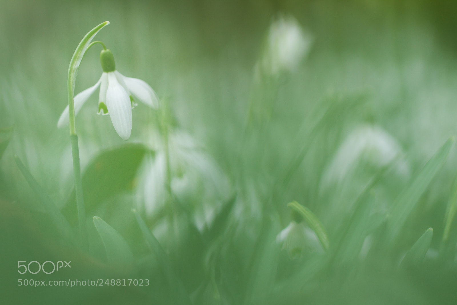 Canon EOS 7D sample photo. Snowdrop in green photography