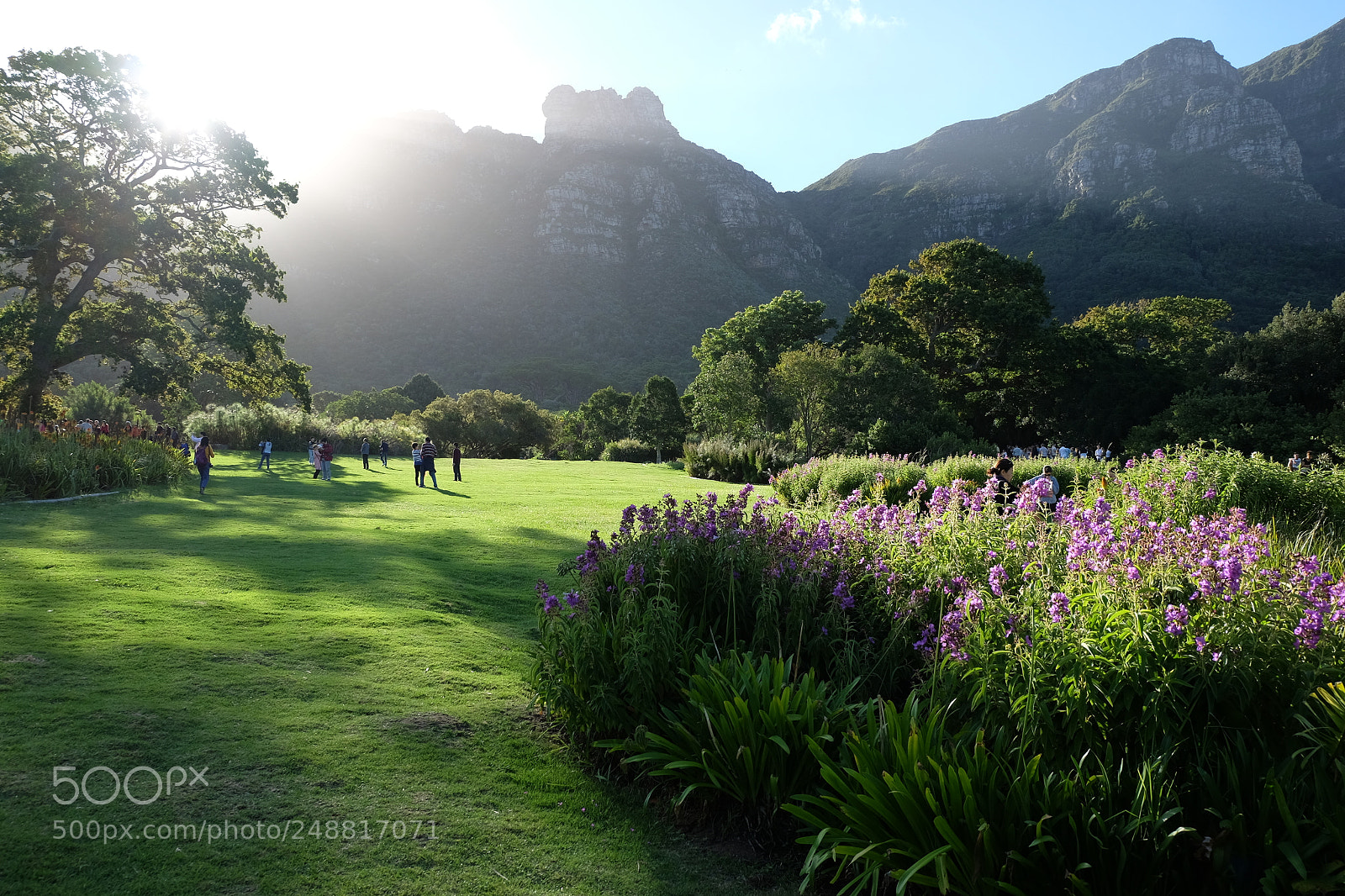 Fujifilm X-T10 sample photo. Kirstenbosch botanical garden cape photography