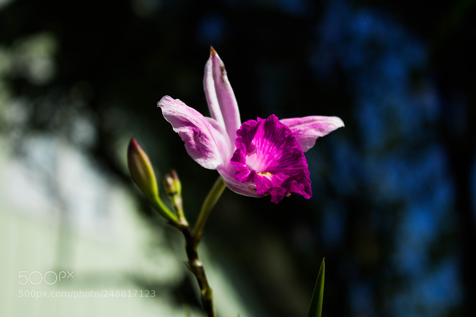 Canon EOS 1200D (EOS Rebel T5 / EOS Kiss X70 / EOS Hi) sample photo. Sozinha photography