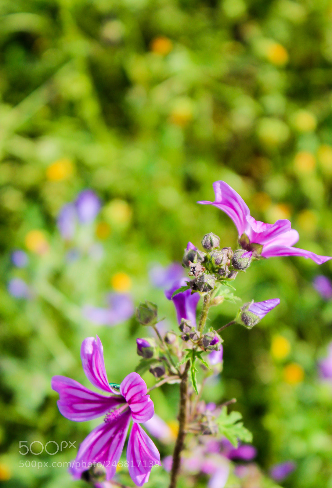 Canon EOS 600D (Rebel EOS T3i / EOS Kiss X5) sample photo. Colorful flowers photography
