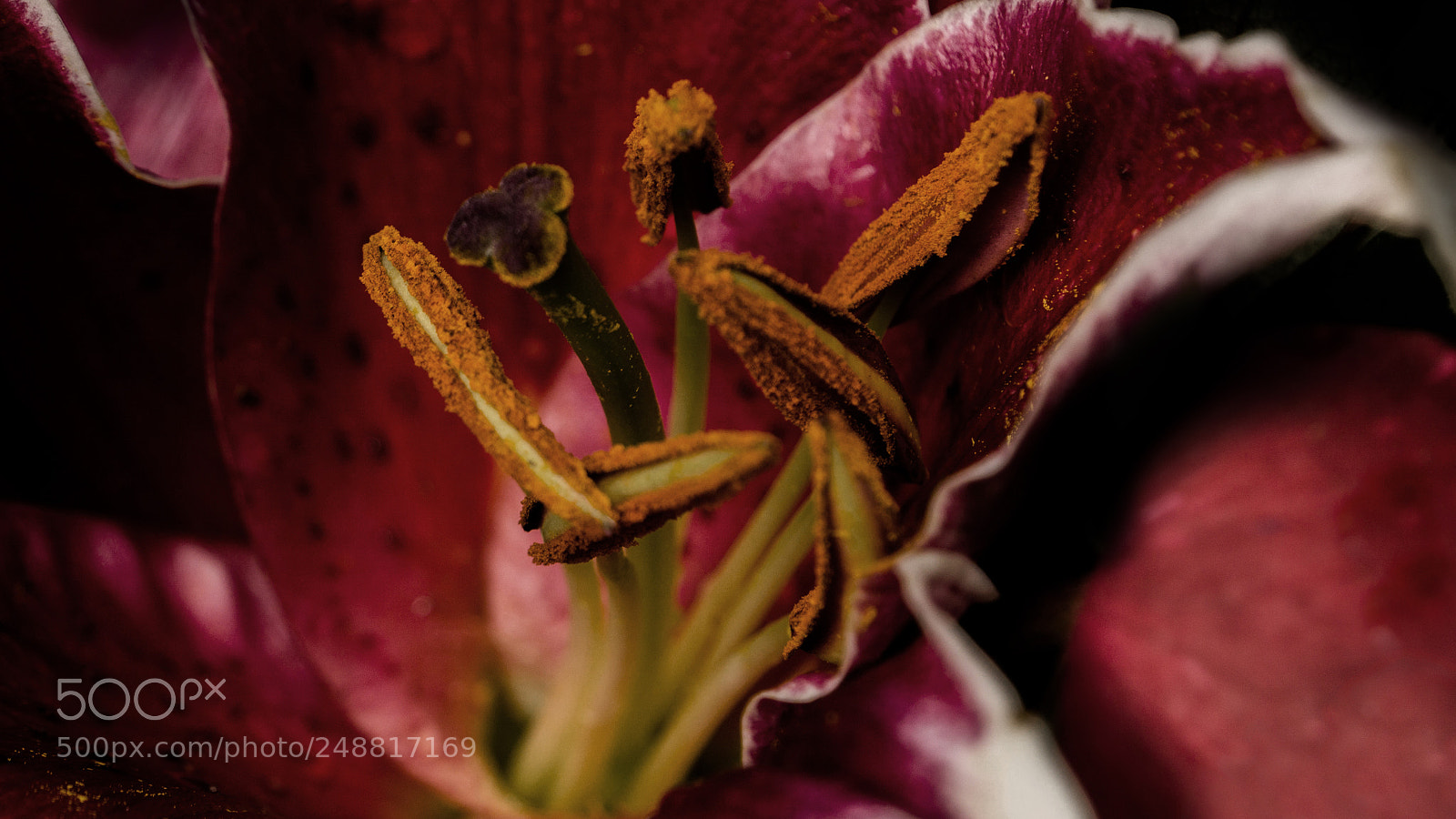 Sony a6000 sample photo. Pistil photography