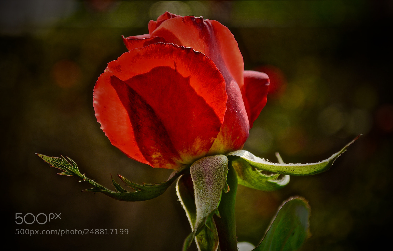 Nikon D5200 sample photo. Beautiful red rose photography