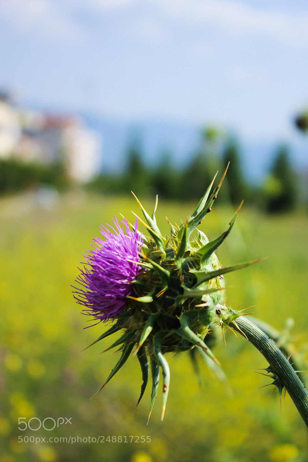 Canon EOS 600D (Rebel EOS T3i / EOS Kiss X5) sample photo. Beautiful flowers photography