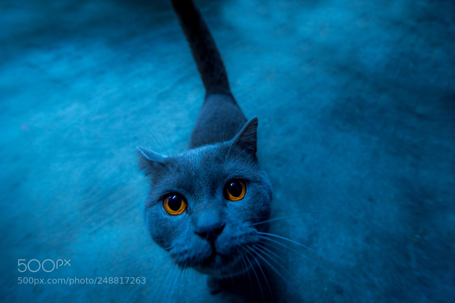 Nikon D7200 sample photo. Cat photography
